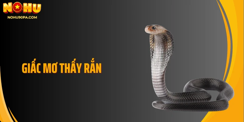 Giải Mã Giấc Mơ Thấy Rắn Và Ý Nghĩa Theo Từng Bối Cảnh