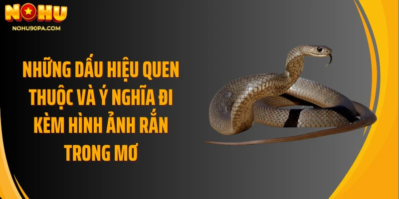 Những dấu hiệu quen thuộc và ý nghĩa đi kèm hình ảnh rắn trong mơ